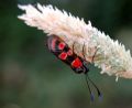 Zygaena carniolica